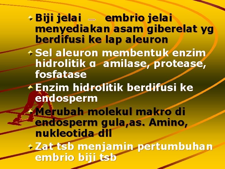 Biji jelai embrio jelai menyediakan asam giberelat yg berdifusi ke lap aleuron Sel aleuron