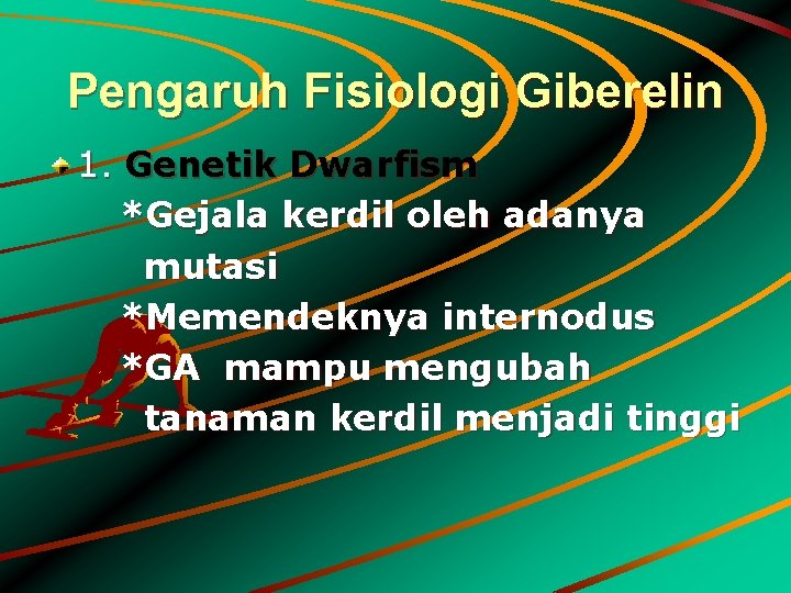 Pengaruh Fisiologi Giberelin 1. Genetik Dwarfism *Gejala kerdil oleh adanya mutasi *Memendeknya internodus *GA