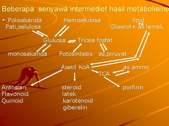 Beberapa senyawa intermediet hasil metabolisme Polisakarida Pati, selulosa Hemiselulosa Glukosa monosakarida Triosa fosfat Fotosintesis