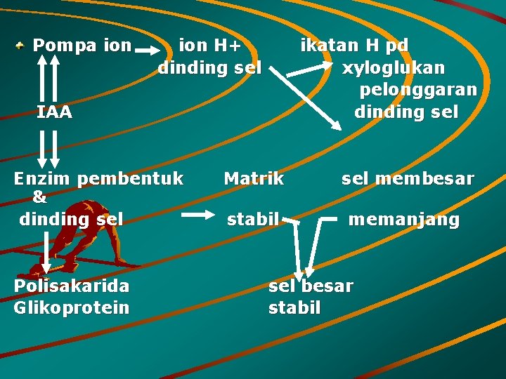 Pompa ion H+ dinding sel ikatan H pd xyloglukan pelonggaran dinding sel IAA Enzim