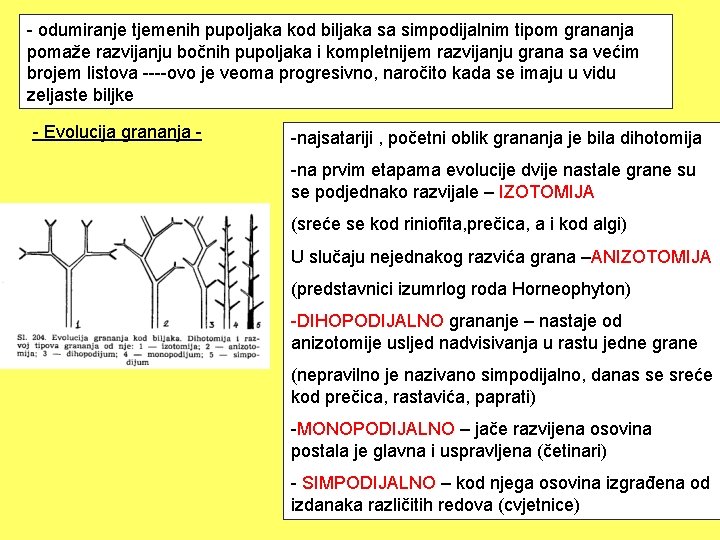 - odumiranje tjemenih pupoljaka kod biljaka sa simpodijalnim tipom grananja pomaže razvijanju bočnih pupoljaka