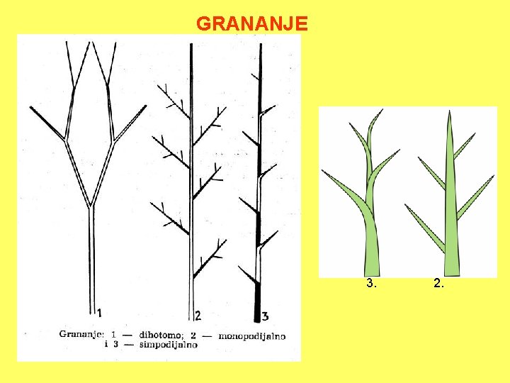 GRANANJE 3. 2. 