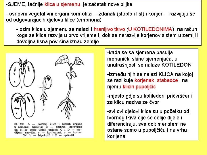 -SJEME, tačnije klica u sjemenu, je začetak nove biljke - osnovni vegetativni organi kormofita