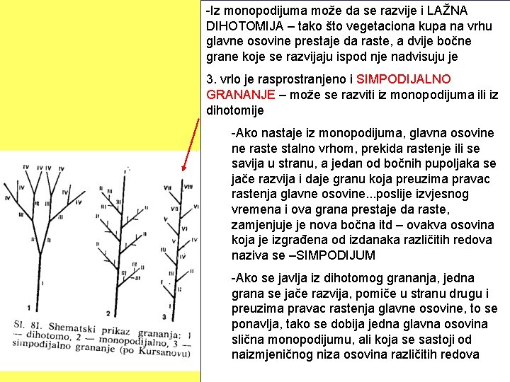 -Iz monopodijuma može da se razvije i LAŽNA DIHOTOMIJA – tako što vegetaciona kupa