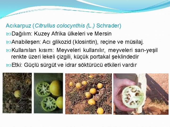 Acıkarpuz (Citrullus colocynthis (L. ) Schrader) Dağılım: Kuzey Afrika ülkeleri ve Mersin Anabileşen: Acı