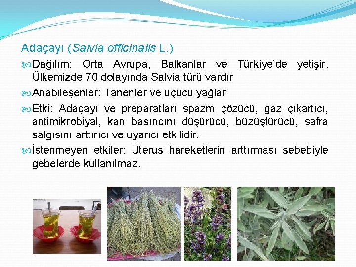 Adaçayı (Salvia officinalis L. ) Dağılım: Orta Avrupa, Balkanlar ve Türkiye’de yetişir. Ülkemizde 70