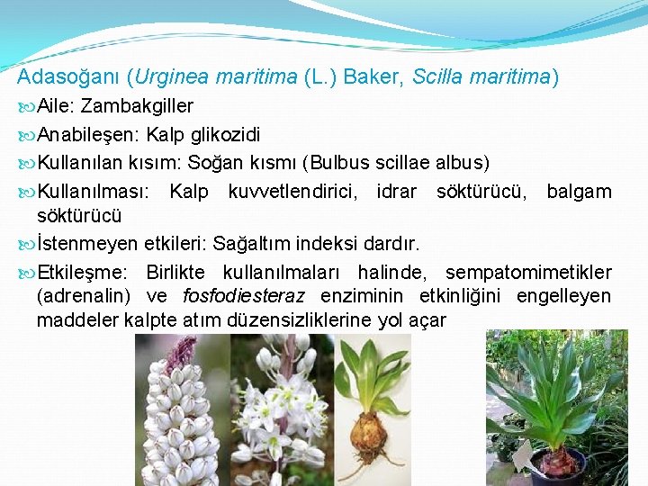 Adasoğanı (Urginea maritima (L. ) Baker, Scilla maritima) Aile: Zambakgiller Anabileşen: Kalp glikozidi Kullanılan