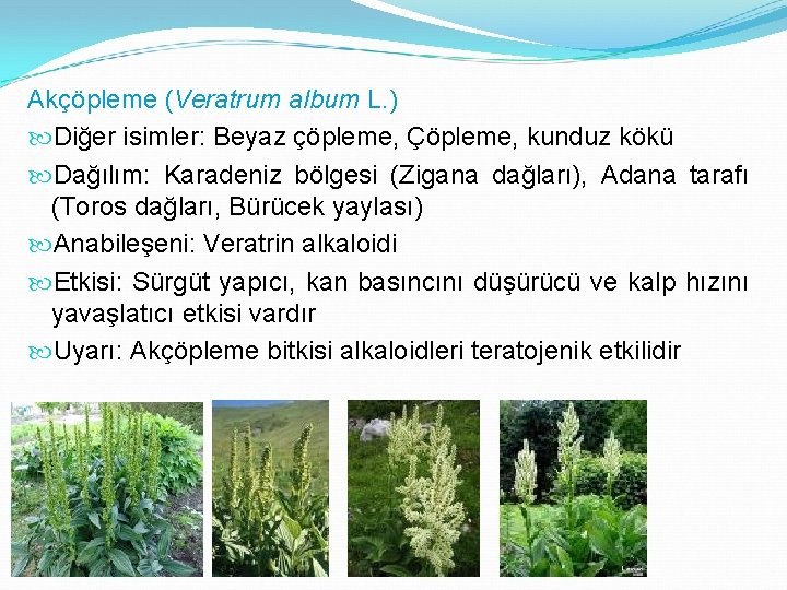 Akçöpleme (Veratrum album L. ) Diğer isimler: Beyaz çöpleme, Çöpleme, kunduz kökü Dağılım: Karadeniz