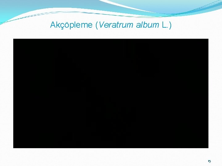 Akçöpleme (Veratrum album L. ) 15 