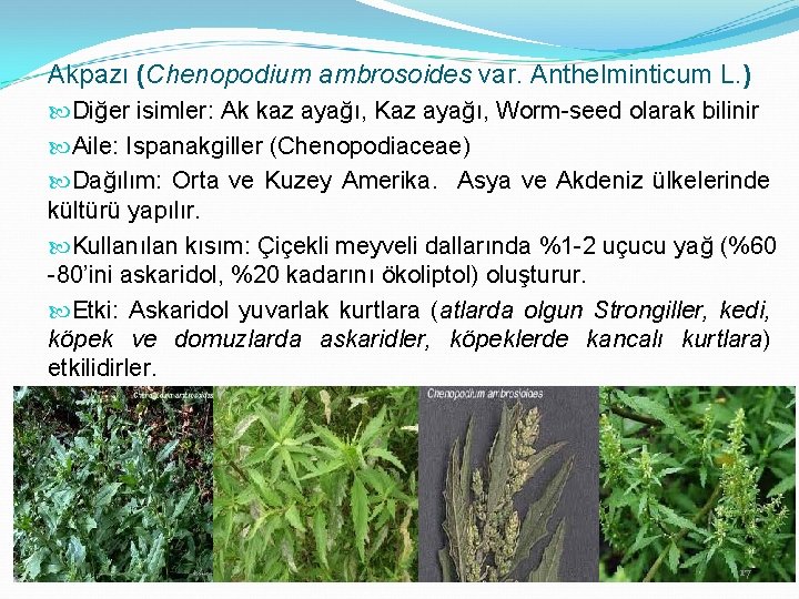 Akpazı (Chenopodium ambrosoides var. Anthelminticum L. ) Diğer isimler: Ak kaz ayağı, Kaz ayağı,