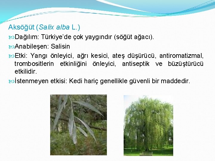 Aksöğüt (Salix alba L. ) Dağılım: Türkiye’de çok yaygındır (söğüt ağacı). Anabileşen: Salisin Etki: