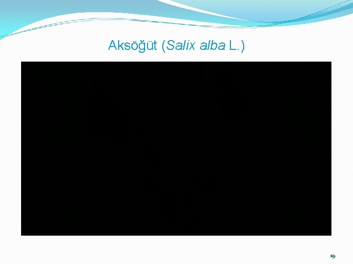 Aksöğüt (Salix alba L. ) 19 