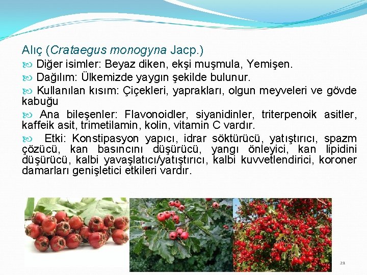 Alıç (Crataegus monogyna Jacp. ) Diğer isimler: Beyaz diken, ekşi muşmula, Yemişen. Dağılım: Ülkemizde
