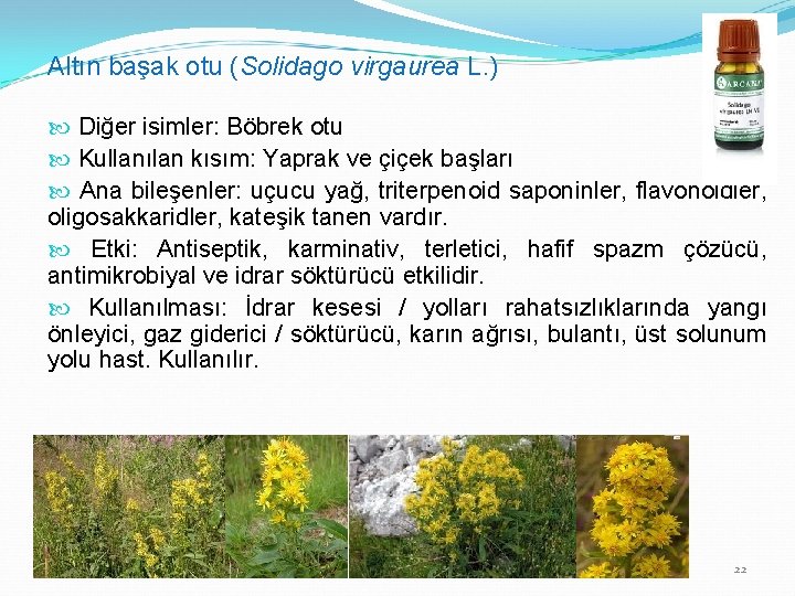 Altın başak otu (Solidago virgaurea L. ) Diğer isimler: Böbrek otu Kullanılan kısım: Yaprak