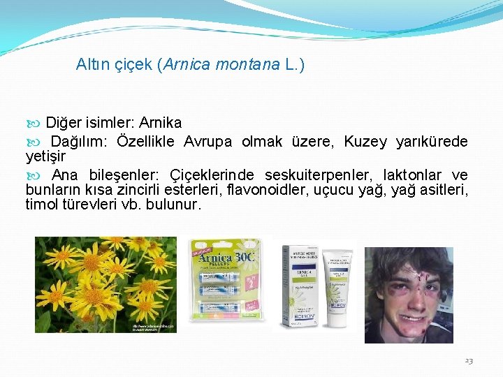 Altın çiçek (Arnica montana L. ) Diğer isimler: Arnika Dağılım: Özellikle Avrupa olmak üzere,