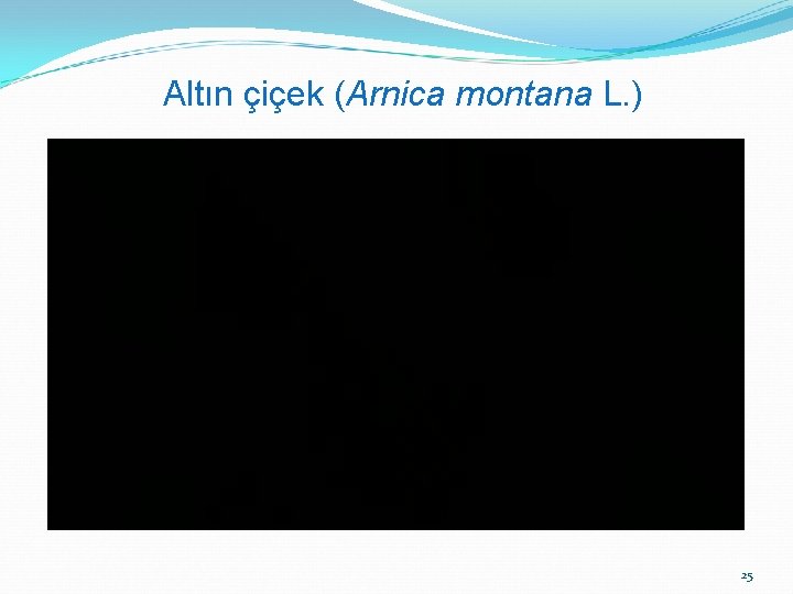 Altın çiçek (Arnica montana L. ) 25 