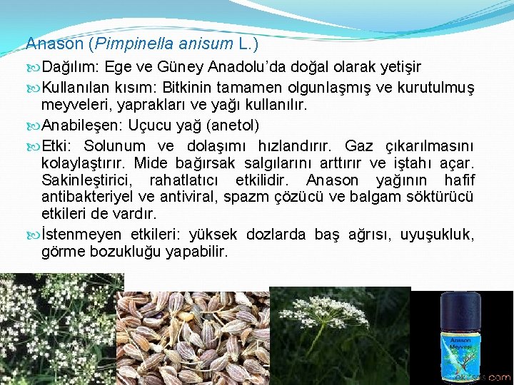 Anason (Pimpinella anisum L. ) Dağılım: Ege ve Güney Anadolu’da doğal olarak yetişir Kullanılan