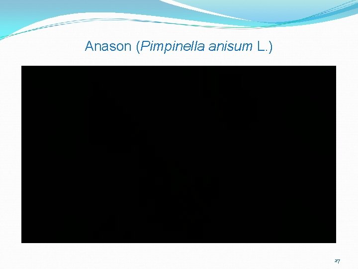 Anason (Pimpinella anisum L. ) 27 