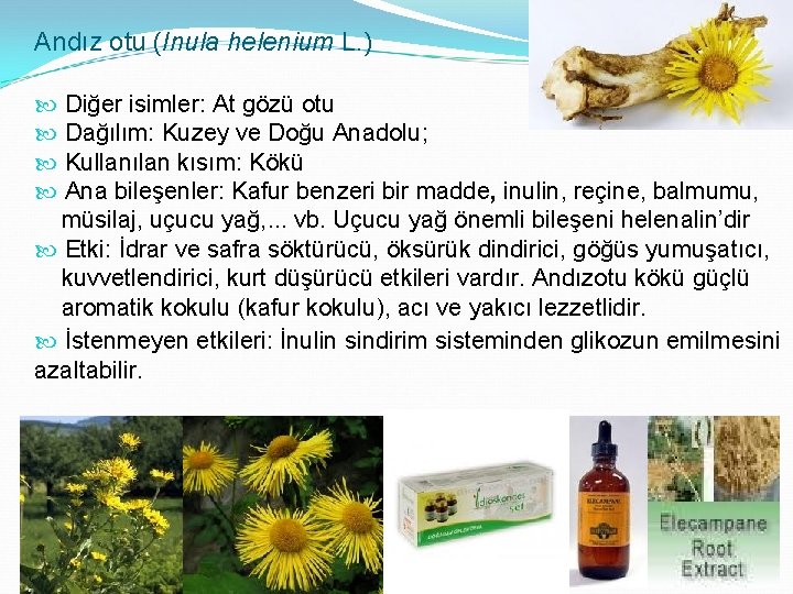 Andız otu (Inula helenium L. ) Diğer isimler: At gözü otu Dağılım: Kuzey ve