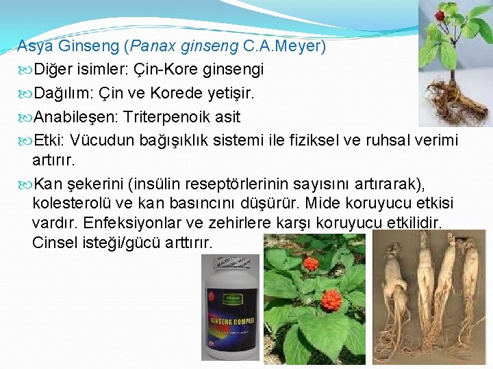 Asya Ginseng (Panax ginseng C. A. Meyer) Diğer isimler: Çin-Kore ginsengi Dağılım: Çin ve