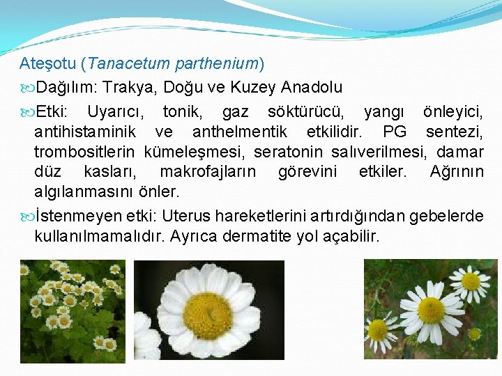 Ateşotu (Tanacetum parthenium) Dağılım: Trakya, Doğu ve Kuzey Anadolu Etki: Uyarıcı, tonik, gaz söktürücü,