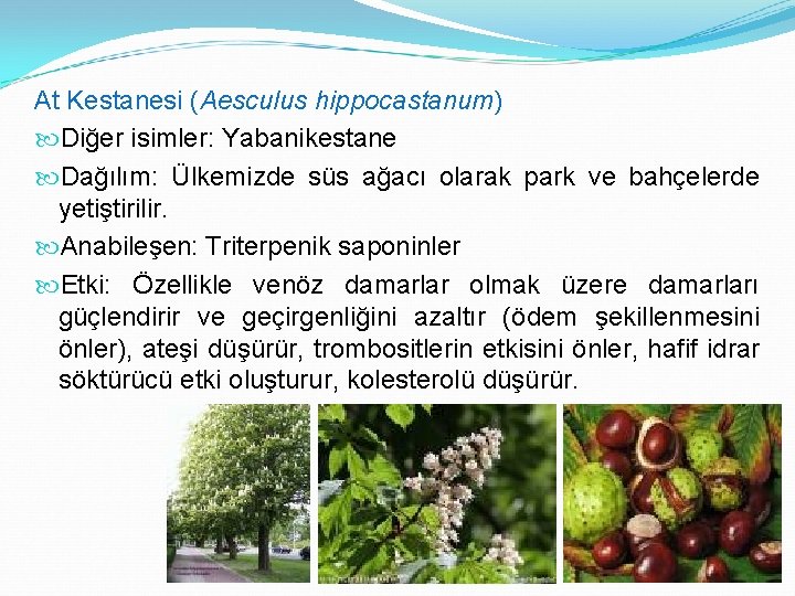 At Kestanesi (Aesculus hippocastanum) Diğer isimler: Yabanikestane Dağılım: Ülkemizde süs ağacı olarak park ve