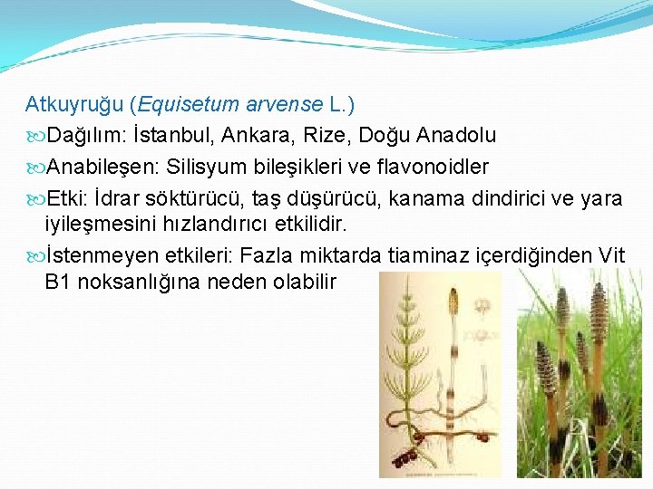 Atkuyruğu (Equisetum arvense L. ) Dağılım: İstanbul, Ankara, Rize, Doğu Anadolu Anabileşen: Silisyum bileşikleri