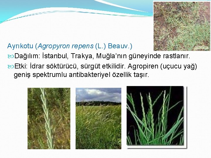 Ayrıkotu (Agropyron repens (L. ) Beauv. ) Dağılım: İstanbul, Trakya, Muğla’nın güneyinde rastlanır. Etki: