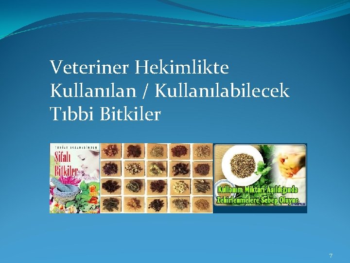 Veteriner Hekimlikte Kullanılan / Kullanılabilecek Tıbbi Bitkiler 7 