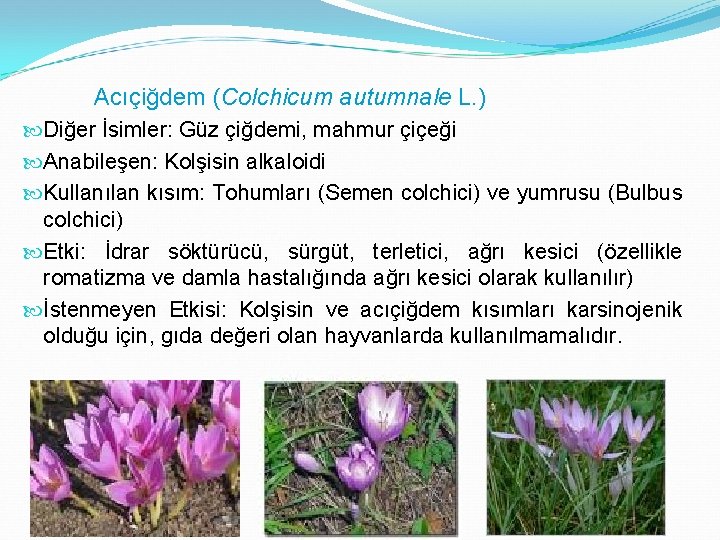 Acıçiğdem (Colchicum autumnale L. ) Diğer İsimler: Güz çiğdemi, mahmur çiçeği Anabileşen: Kolşisin alkaloidi