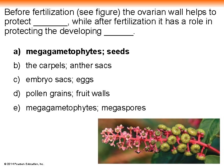 Before fertilization (see figure) the ovarian wall helps to protect _______, while after fertilization