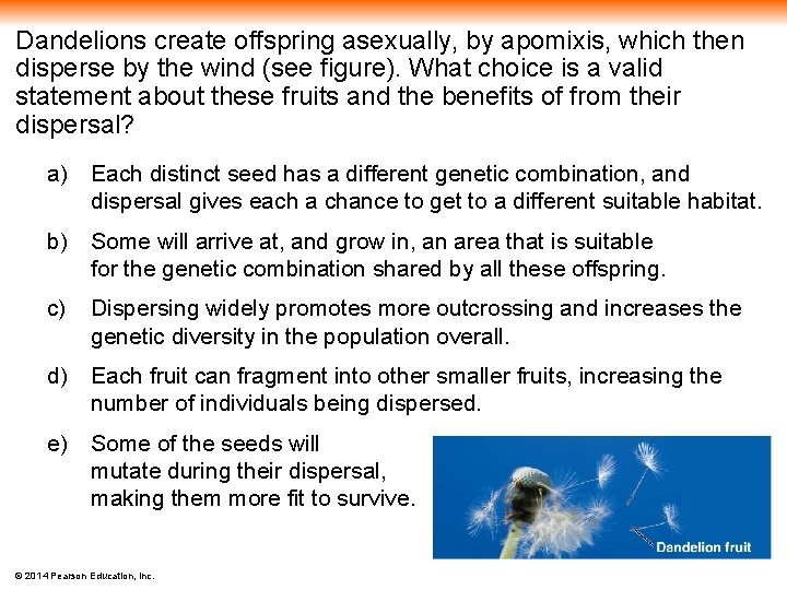 Dandelions create offspring asexually, by apomixis, which then disperse by the wind (see figure).