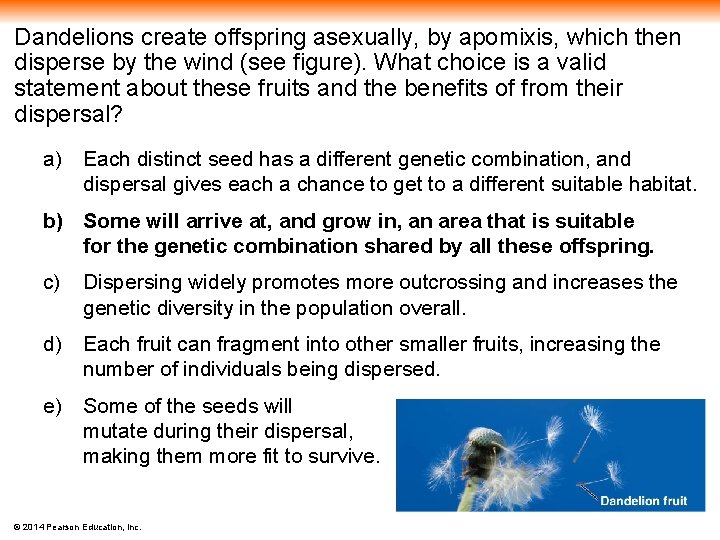 Dandelions create offspring asexually, by apomixis, which then disperse by the wind (see figure).