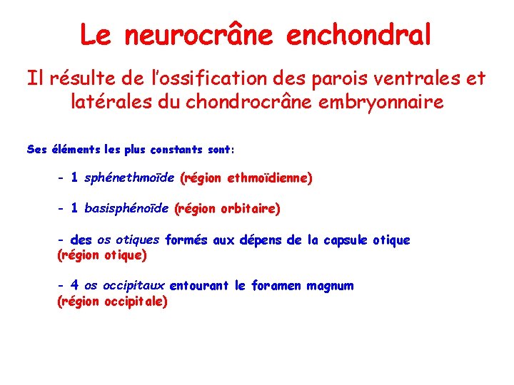 Le neurocrâne enchondral Il résulte de l’ossification des parois ventrales et latérales du chondrocrâne