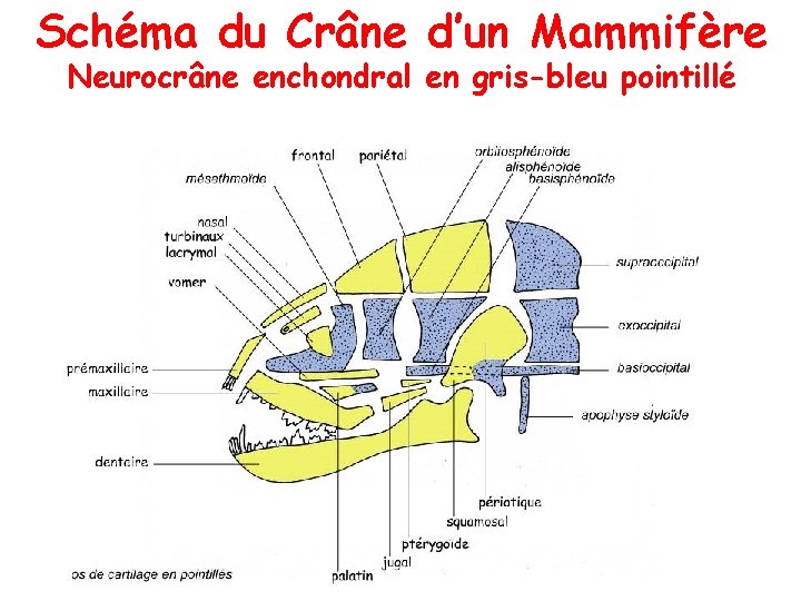 Schéma du Crâne d’un Mammifère Neurocrâne enchondral en gris-bleu pointillé 