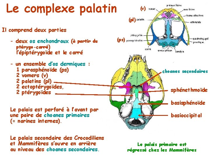 Le complexe palatin (v) (pl) Il comprend deux parties - deux os enchondraux (à