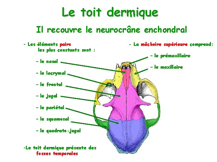 Le toit dermique Il recouvre le neurocrâne enchondral - Les éléments pairs les plus