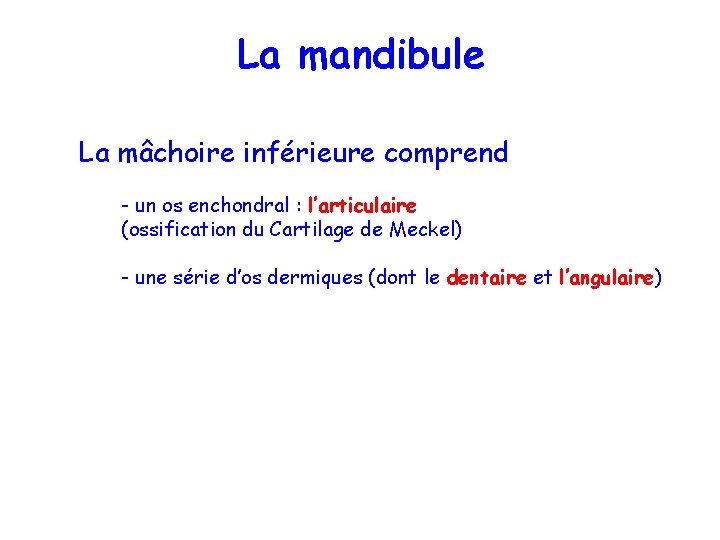 La mandibule La mâchoire inférieure comprend - un os enchondral : l’articulaire (ossification du