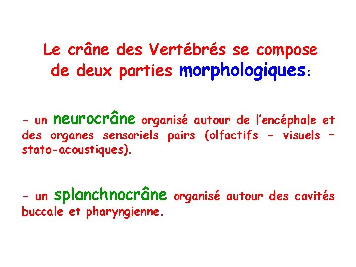 Le crâne des Vertébrés se compose de deux parties morphologiques: - un neurocrâne organisé
