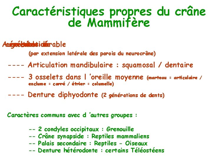 Caractéristiques propres du crâne de Mammifère Augmentation cérébrale ---cavité considérable la de (par extension