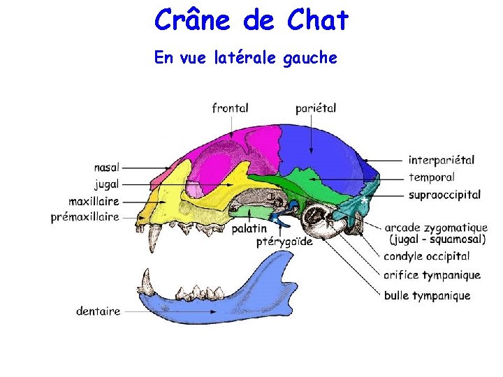 Crâne de Chat En vue latérale gauche 