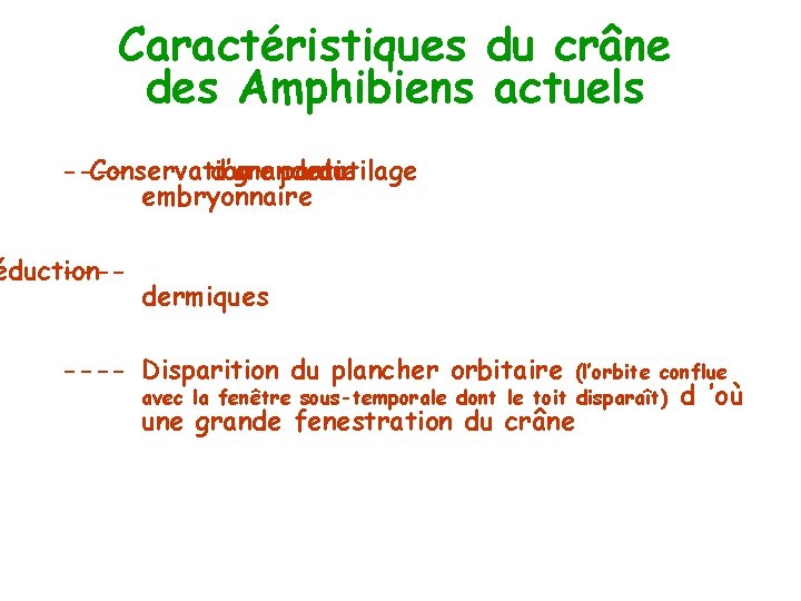 Caractéristiques du crâne des Amphibiens actuels ---Conservation d’une grande partie cartilage du embryonnaire éduction