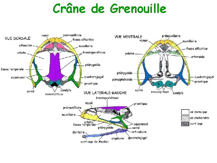 Crâne de Grenouille 