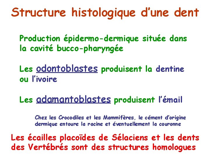 Structure histologique d’une dent Production épidermo-dermique située dans la cavité bucco-pharyngée Les odontoblastes produisent