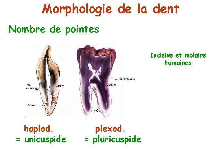 Morphologie de la dent Nombre de pointes Incisive et molaire humaines haplod. = unicuspide