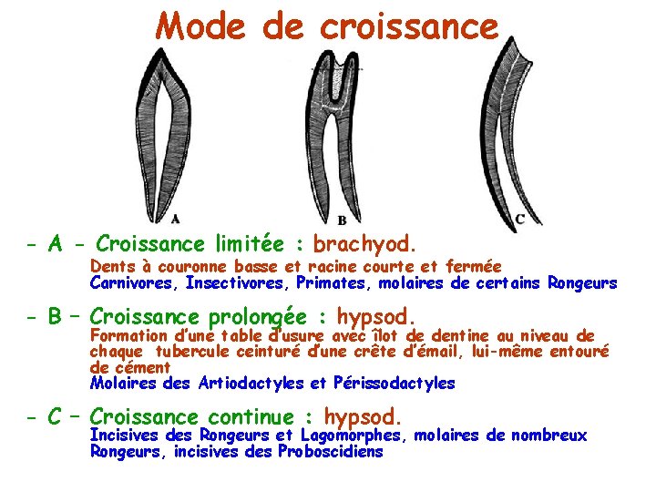 Mode de croissance - A - Croissance limitée : brachyod. Dents à couronne basse