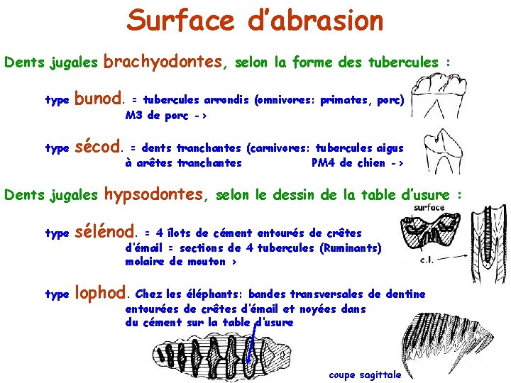 Surface d’abrasion Dents jugales brachyodontes, selon la forme des tubercules : type bunod. =