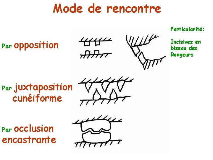 Mode de rencontre Particularité: Par opposition juxtaposition cunéiforme occlusion encastrante Par Incisives en biseau