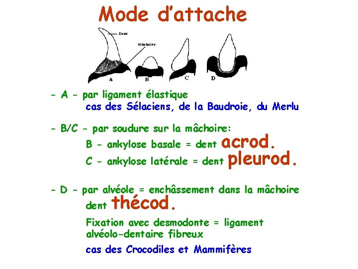 Mode d’attache - A - par ligament élastique cas des Sélaciens, de la Baudroie,