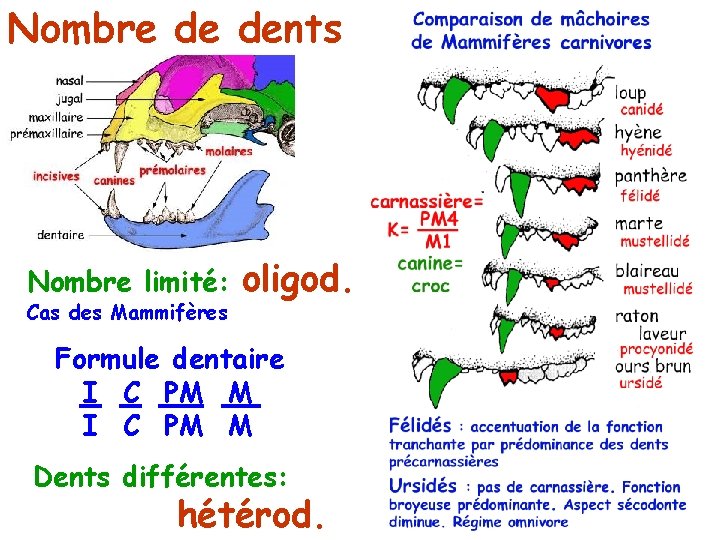 Nombre de dents Nombre limité: Cas des Mammifères oligod. Formule dentaire I C PM